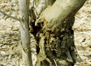 Chestnut Blight