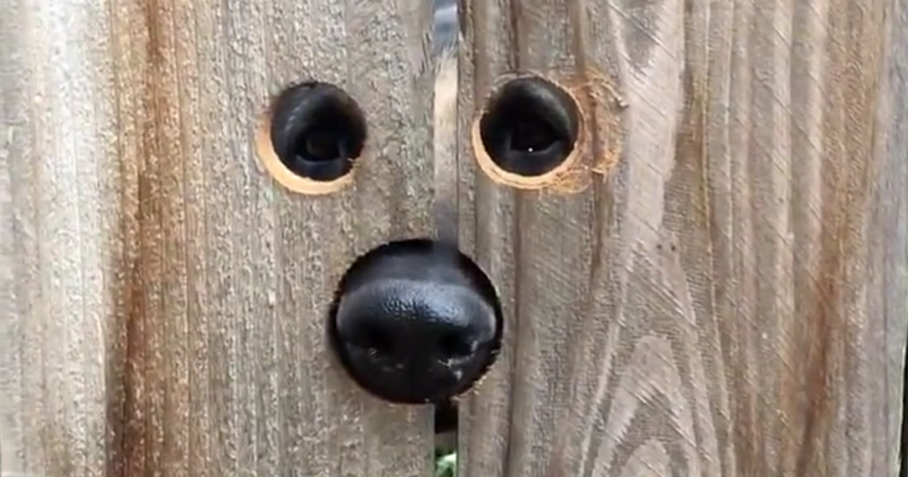 Doggie face in fence